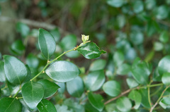 Lindera akoensis