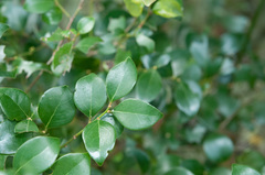 Lindera akoensis
