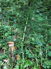 Equisetum telmateia