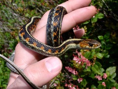 Thamnophis sirtalis concinnus