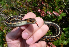 Thamnophis sirtalis concinnus
