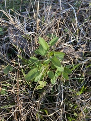 Stachys floridana