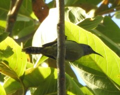 Anthreptes rectirostris