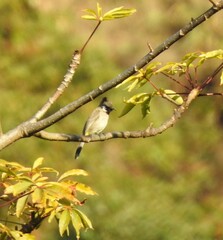 Pycnonotus leucogenys