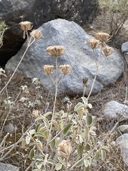 Phlomis fruticosa