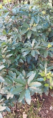Pittosporum undulatum