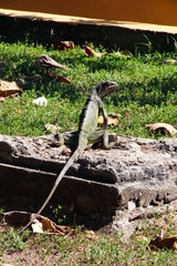 Iguana iguana
