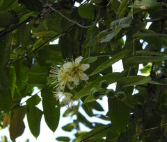 Duabanga grandiflora