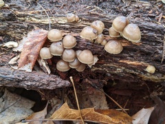 Mycena overholtsii