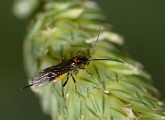 Braconinae