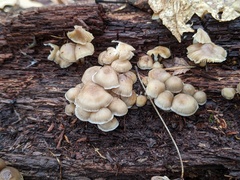 Mycena overholtsii