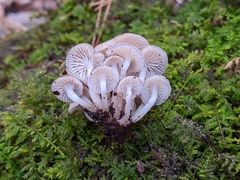 Mycena overholtsii