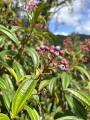 Miconia
