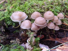 Mycena overholtsii