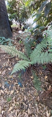 Dryopteris wallichiana