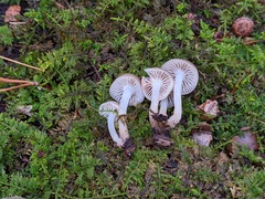 Mycena overholtsii