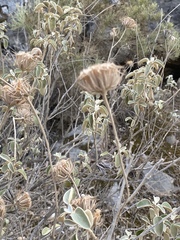 Phlomis fruticosa