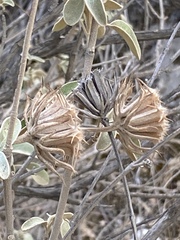 Phlomis fruticosa