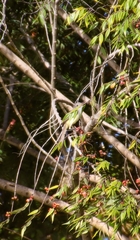 Myiarchus panamensis