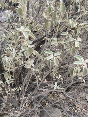 Phlomis fruticosa