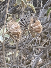 Phlomis fruticosa