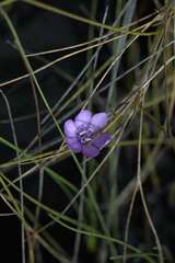 Thereianthus juncifolius