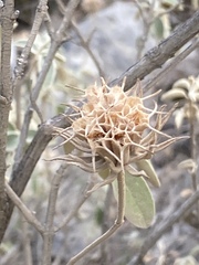 Phlomis fruticosa