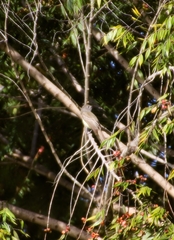 Myiarchus panamensis