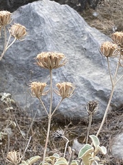 Phlomis fruticosa