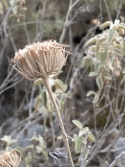 Phlomis fruticosa
