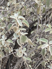 Phlomis fruticosa
