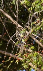 Myiarchus panamensis