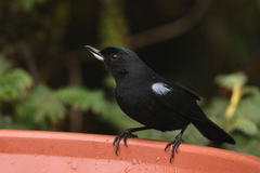 Diglossa lafresnayii