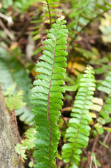 Adiantum caudatum