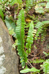 Adiantum caudatum