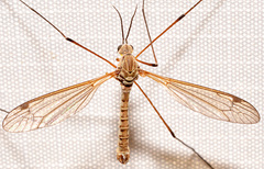 Tipula aprilina