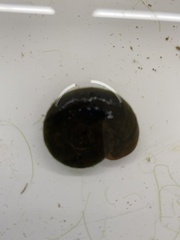 Planorbarius corneus