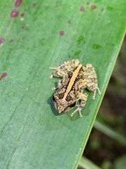 Pristimantis pastazensis
