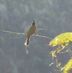 Rubigula flaviventris