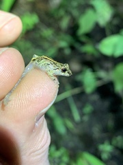 Pristimantis pastazensis