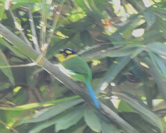 Psarisomus dalhousiae