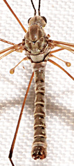 Tipula aprilina