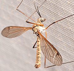 Tipula aprilina