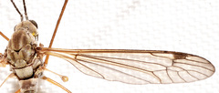 Tipula aprilina