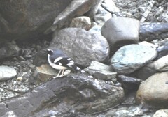 Enicurus schistaceus