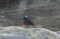 Phoenicurus leucocephalus