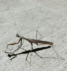 Coptopteryx gayi