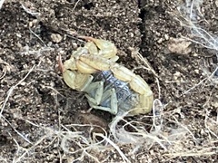 Paruroctonus silvestrii