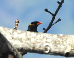 Gracula religiosa