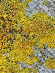 Candelariella